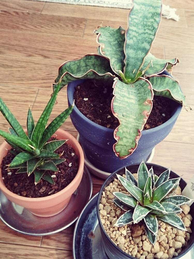 姫笹の雪の投稿画像 By ニーナさん サンスベリア キルキー シルバーブルーとサンスベリア フランシーとインドアグリーンと観葉植物とベランダガーデンと植え替えとアガベ属 月4月26日 Greensnap グリーンスナップ 姫笹の雪の投稿画像 By ニーナさん サンスベリア キルキー シルバーブルーとサンスベリア フランシーとインドアグリーンと観葉植物とベランダガーデンと植え替えとアガベ属 月4月26日 Greensnap グリーンスナップ