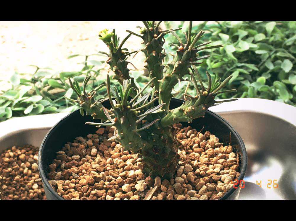 ユーフォルビア カット苗 ユーフォルビアの胴切りに挑戦！｜🍀GreenSnap（グリーンスナップ）