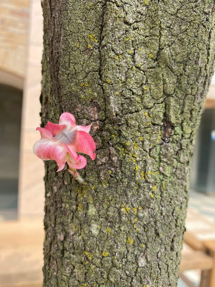 綺麗な空の投稿画像 By ノエルさん 可愛い花と朝の散歩道と春がきた と癒しの花と ハナミズキと面白い木シリーズ 月4月26日 Greensnap グリーンスナップ