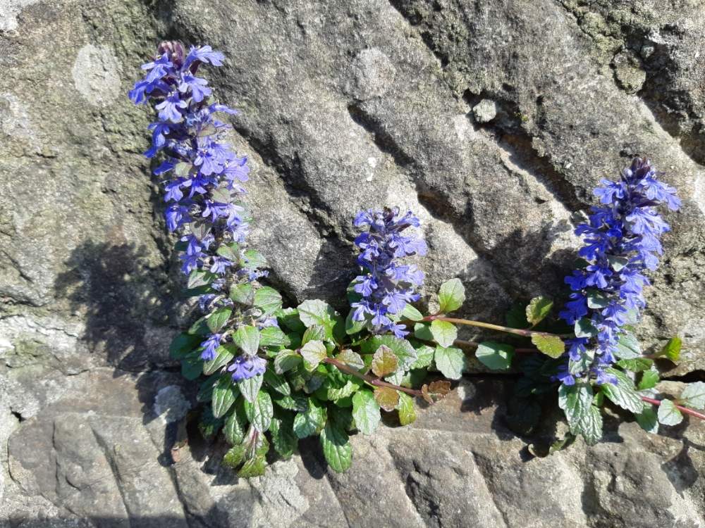 アジュガ 西洋金瘡小草 せいようきらんそう 西洋十二単 せいようじゅうにひとえ 十二単 じゅうにひとえ も掲載 の投稿画像 By Tanさん 道端 月4月26日 Greensnap グリーンスナップ