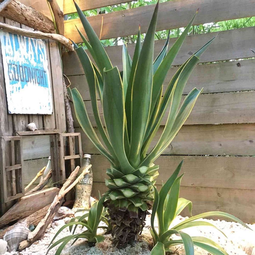 アガベベネズエラの剪定｜🍀GreenSnap（グリーンスナップ） 