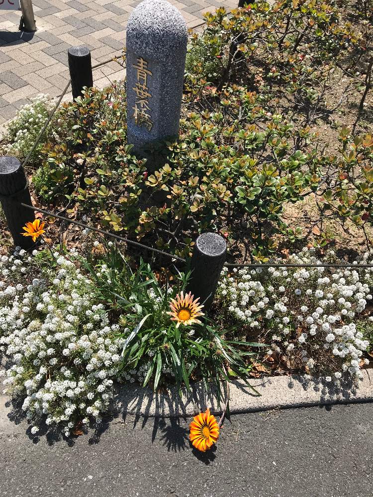 こはくさんの投稿画像 月4月26日 Greensnap グリーンスナップ