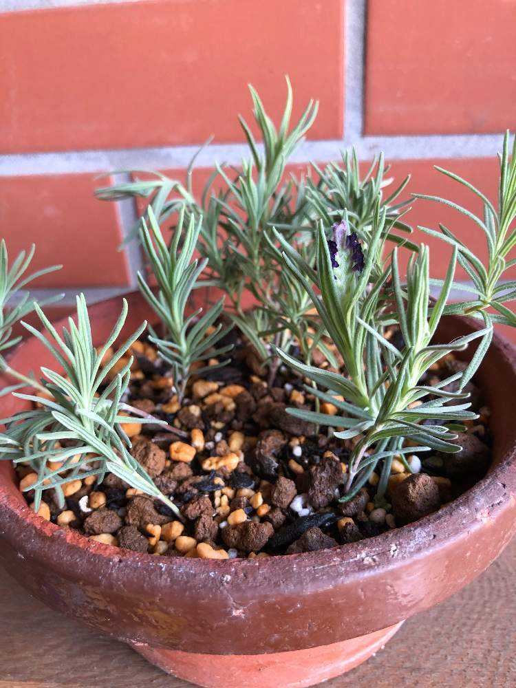 ラベンダー 剪定と挿木 4月10日追記 Greensnap グリーンスナップ