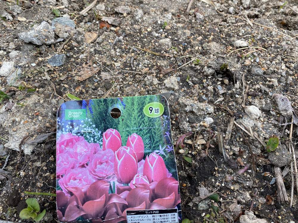 秋植えし忘れたチューリップの球根は咲くのか Greensnap グリーンスナップ