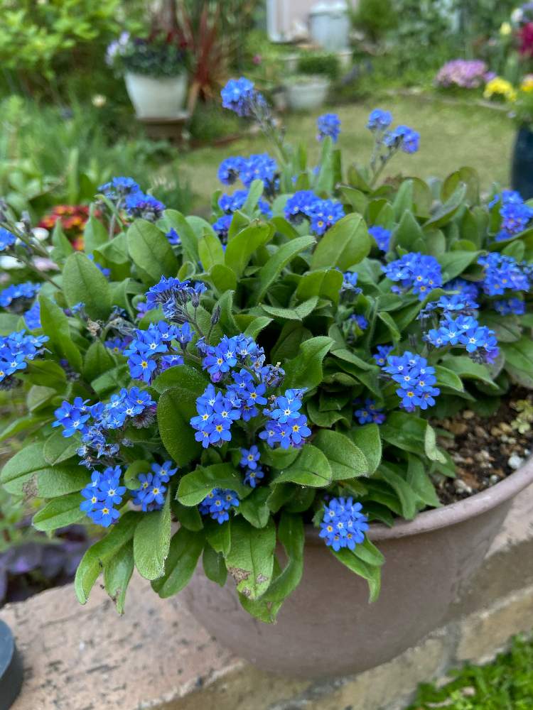 勿忘草 わすれなぐさの投稿画像 By Yuriさん ワスレナグサ わすれな草 と花壇とおうち園芸と我が家の花壇と鉢植えとガーデニングと花のある暮らしと花が好き 月4月26日 Greensnap グリーンスナップ