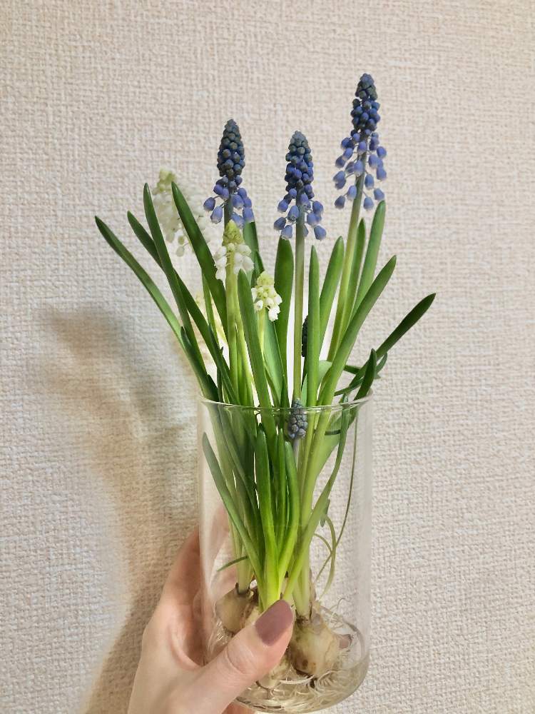 切り花の投稿画像 By ハナさん 切り花 月4月 26日 Greensnap グリーンスナップ Greensnap グリーンスナップ