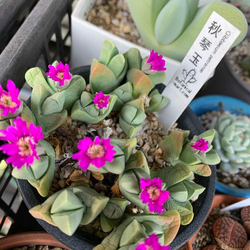 秋琴玉の投稿画像 By Yokoさん ベランダガーデニング 月4月26日 Greensnap グリーンスナップ