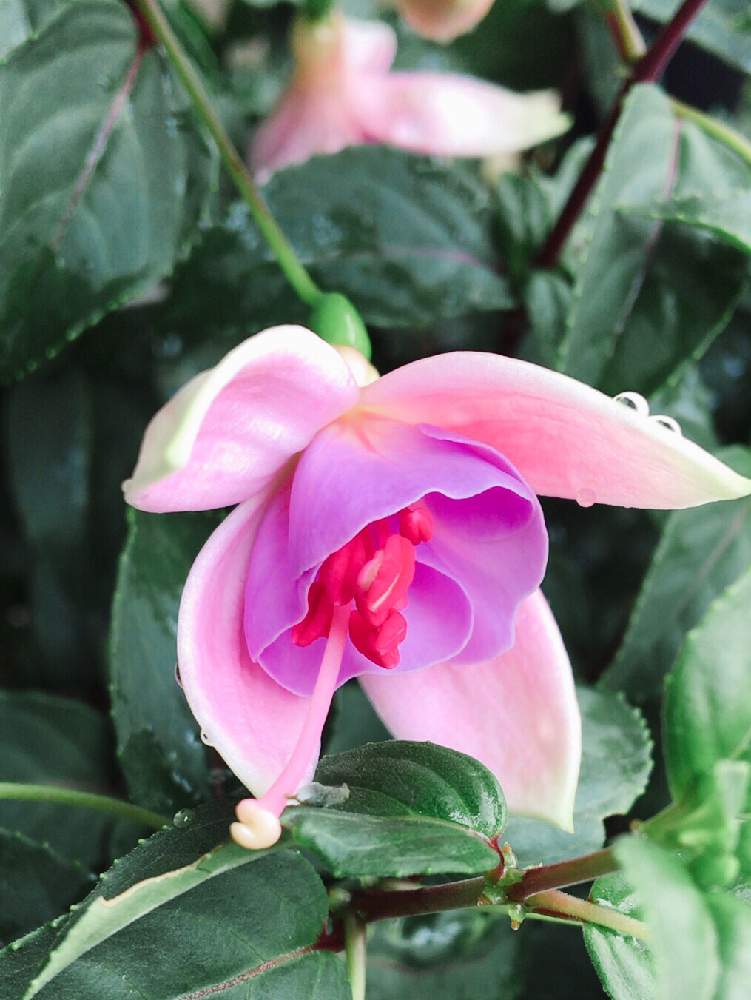フクシアの投稿画像 By なおっちさん ピンクオパール とピンクの花とおうち園芸と おうち園芸 フォトコンテストと可愛い とフクシア 月4月26日 Greensnap グリーンスナップ