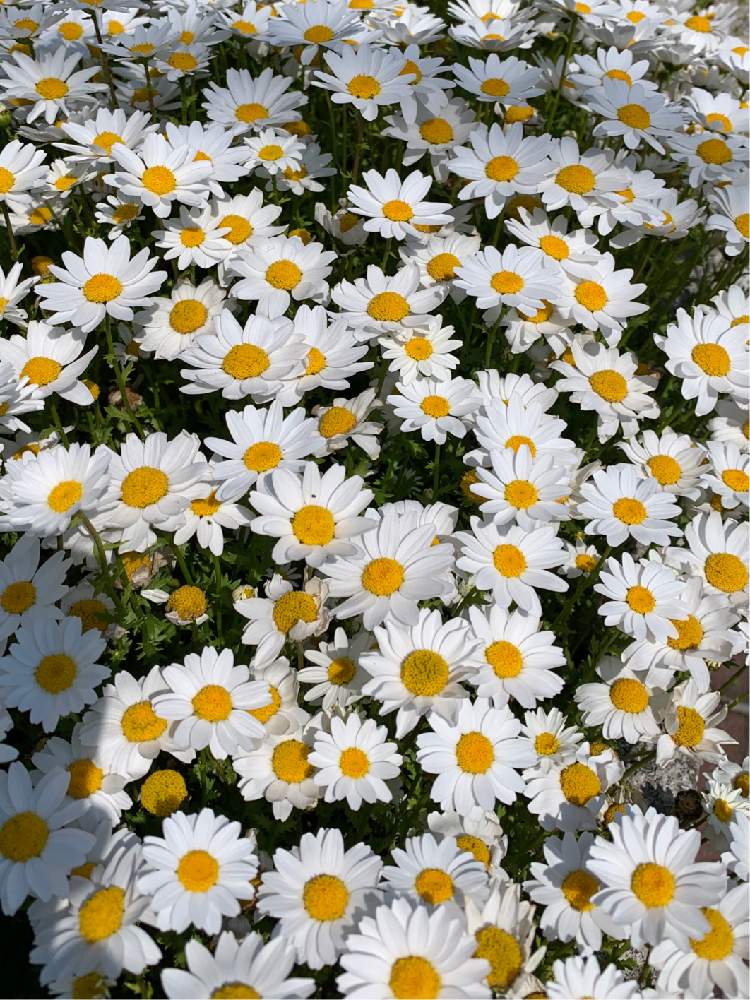 マーガレットの投稿画像 By Poochanさん お出かけ先と白い花と白い花 月4月26日 Greensnap グリーンスナップ Greensnap グリーンスナップ