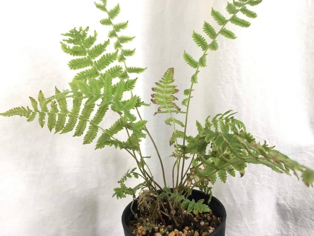 観葉植物の投稿画像 By すーぱーうちゅうねこさん ヒメシダ属と羊歯植物と雑草とシダ植物とヒメシダ科と観葉植物とヒメシダ属と羊歯植物と雑草とシダ植物 とヒメシダ科 月4月26日 Greensnap グリーンスナップ Greensnap グリーンスナップ 観葉植物の投稿画像 By すーぱーうちゅうねこさん ヒメシダ属と羊歯植物と雑草とシダ植物とヒメシダ科と観葉植物とヒメシダ属と羊歯植物と雑草とシダ植物 とヒメシダ科 月4月26日 Greensnap グリーンスナップ Greensnap グリーンスナップ