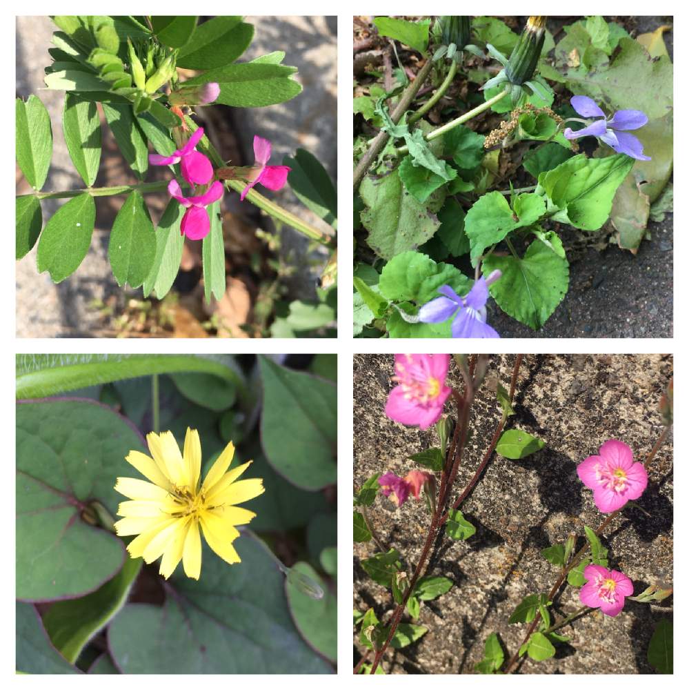 近所の公園の投稿画像 By Saimakoさん スミレ科と雑草の花とカラスノエンドウ とお散歩とコオニタビラコの花と野のすみれ とお出かけ先とユウゲショウ と近所の公園とスミレ科と雑草の花とカラスノエンドウ とお散歩とコオニタビラコの花と野のすみれと