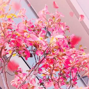 ハナミズキ,濃いピンク色,癒される♡,素敵な花,華やかの画像
