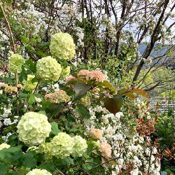 コデマリ　八重咲きの画像 by 8787さん | 小さな庭と植物のある暮らしとビバーナム　スノーボールとオオデマリ　ジェミニと植中毒とコデマリ　八重咲きとビバーナム　ジェミニと花のある暮らしとオオデマリ❁