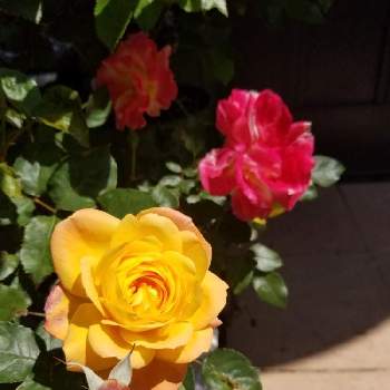 複色の薔薇の投稿画像一覧 Greensnap グリーンスナップ