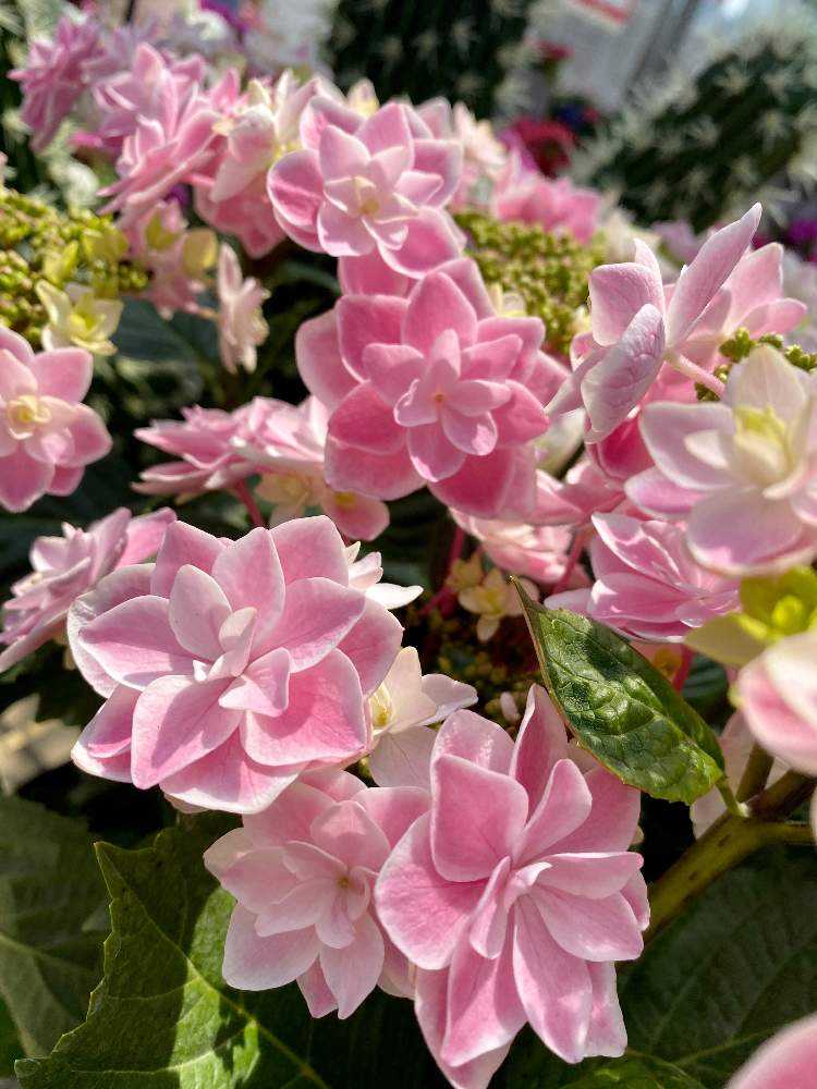 年4月26日 シマムラ園芸に行ってみた Greensnap グリーンスナップ