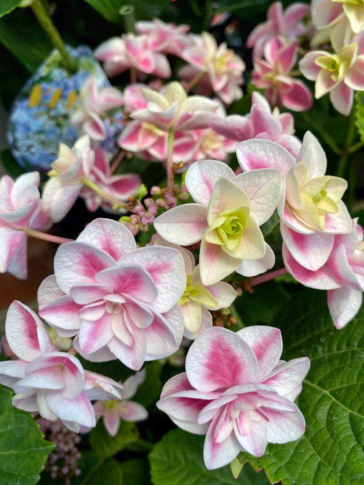 年4月26日 シマムラ園芸に行ってみた Greensnap グリーンスナップ