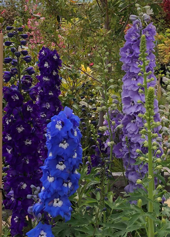 水色の花の投稿画像 By るんるんるんさん 薄紫色の花と青い花と デルフィニウムと紫の花とデルフィニウム青 月4月26日 Greensnap グリーンスナップ