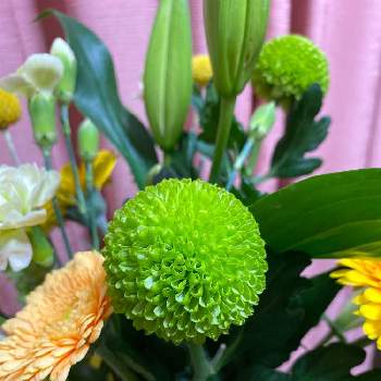 ピンポンマム ポンポン菊 の投稿画像一覧 Greensnap グリーンスナップ