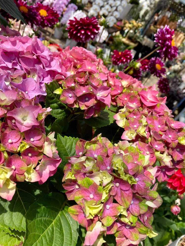 年4月26日 シマムラ園芸に行ってみた Greensnap グリーンスナップ