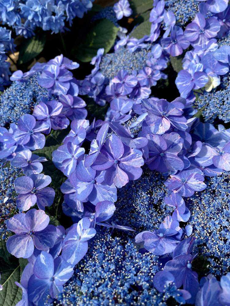 年4月26日 シマムラ園芸に行ってみた Greensnap グリーンスナップ