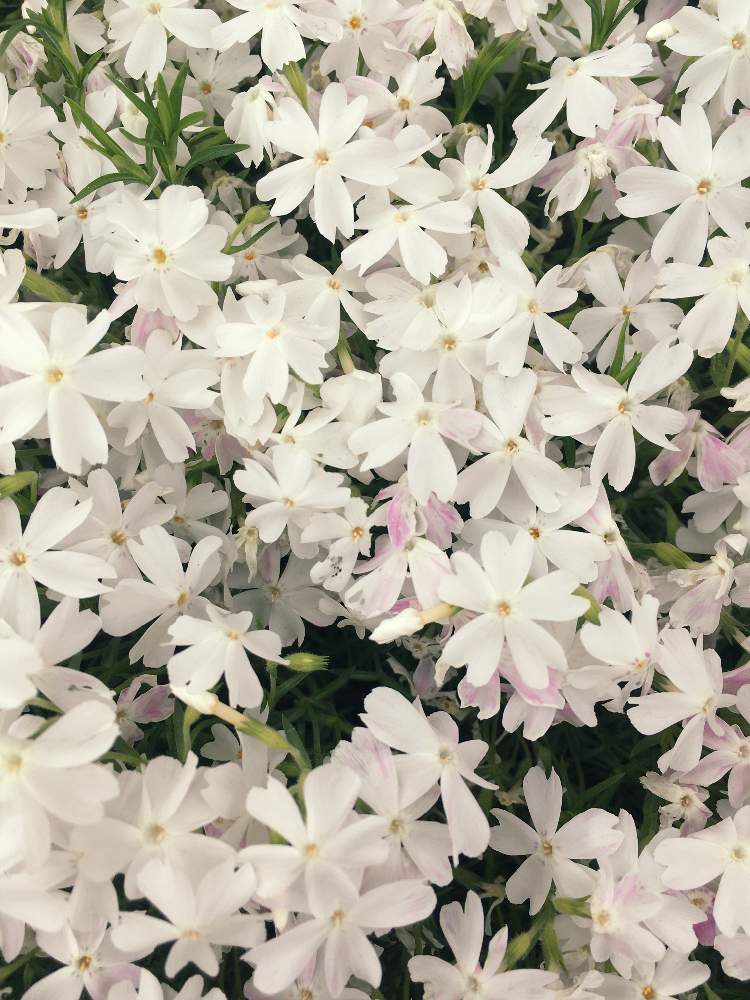 芝桜の投稿画像 By Kiara Shoko さん 芝桜 白と白い花とかわいいな 月4月26日 Greensnap グリーンスナップ