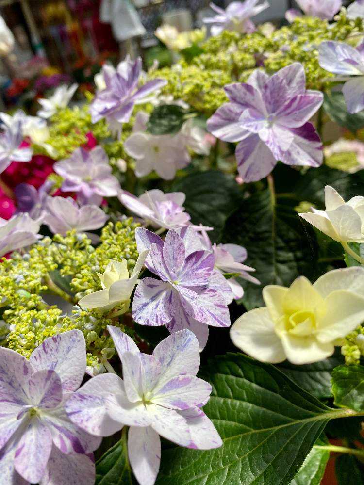 年4月26日 シマムラ園芸に行ってみた Greensnap グリーンスナップ