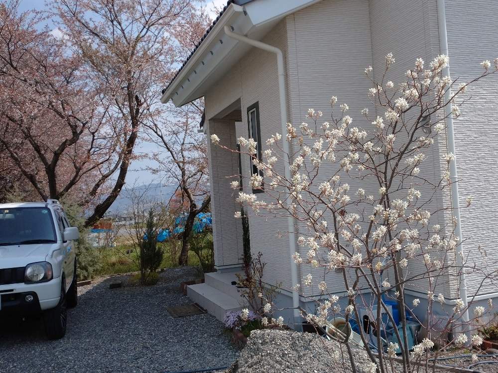 ジューンベリーの投稿画像 By Ruttakuruttaさん ソメイヨシノと株立ちとシンボルツリーと花のある暮らしと白い花と咲いた 月4月26日 Greensnap グリーンスナップ