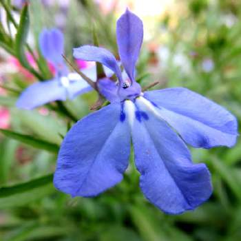 青・スカイブルーの画像 by シナモンさん | 玄関とｱｽﾞｰﾛコンパクト スカイブルーとお花大好き♡と青い花とおうち園芸と美しいと綺麗とアズーロコンパクト♡と癒されると花のある暮らしと青・スカイブルー