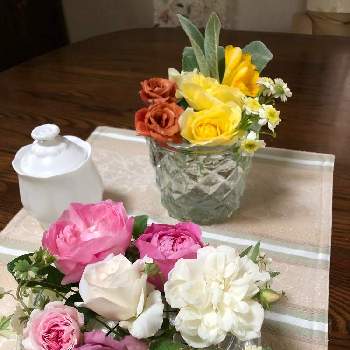 花見小路の投稿画像一覧 Greensnap グリーンスナップ