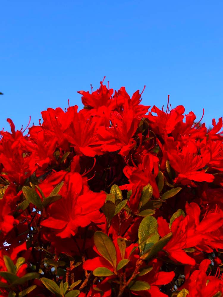 ツツジの投稿画像 By ホリさん キリシマツツジと赤い花と庭木と樹木 月4月26日 Greensnap グリーンスナップ