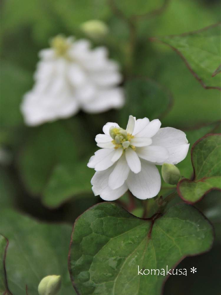 ドクダミの投稿画像 By こまくささん 八重咲きドクダミとお出かけ先と群生とお寺の境内と特有の匂いと八重咲き と可愛い白い花と6月と薬草と群生とお寺の境内と特有の匂いと八重咲きと可愛い白い花と6月と薬草 月4月26日 Greensnap グリーンスナップ