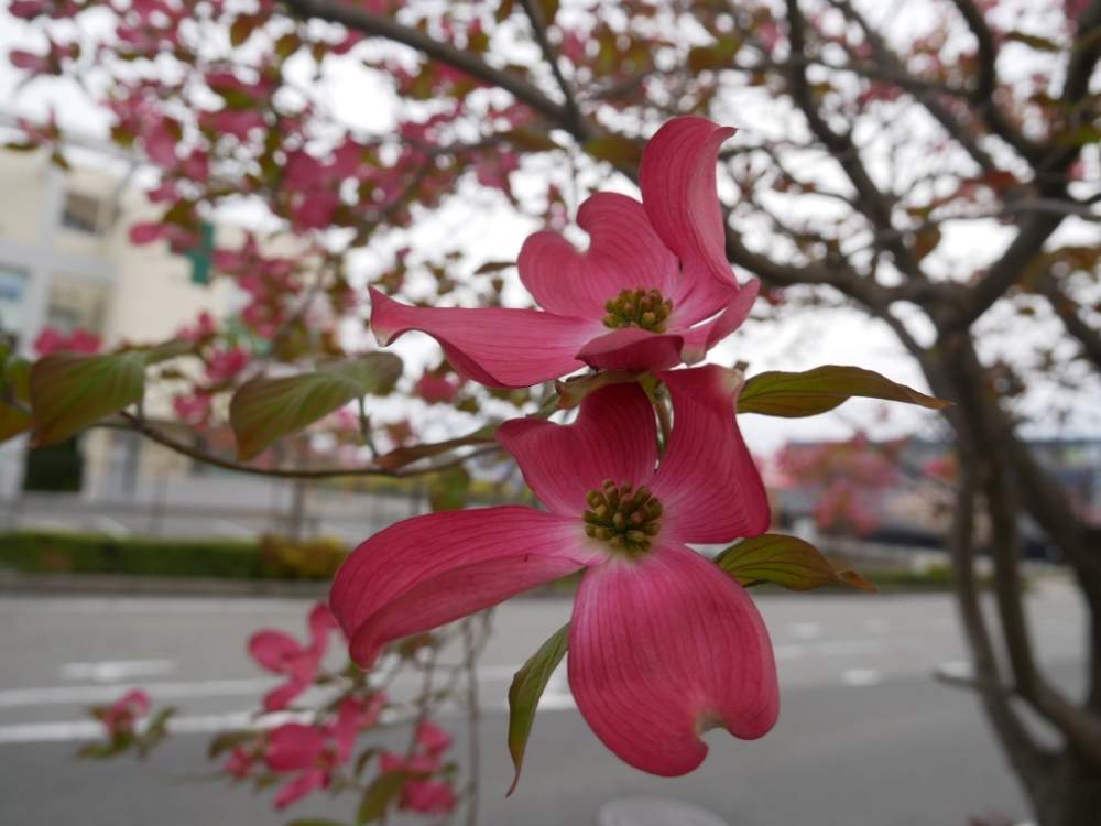 ハナミズキの投稿画像 By 花の首飾りさん 可愛い花とgs映えと買い物帰りと赤い花と街路樹と春らしい色と花のある暮らしとかわいい 月4月26日 Greensnap グリーンスナップ