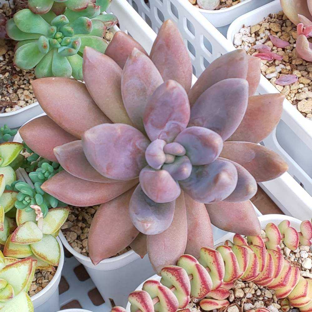 113 紫麗殿の生長記録 2022.04.09更新｜🍀GreenSnap（グリーンスナップ）