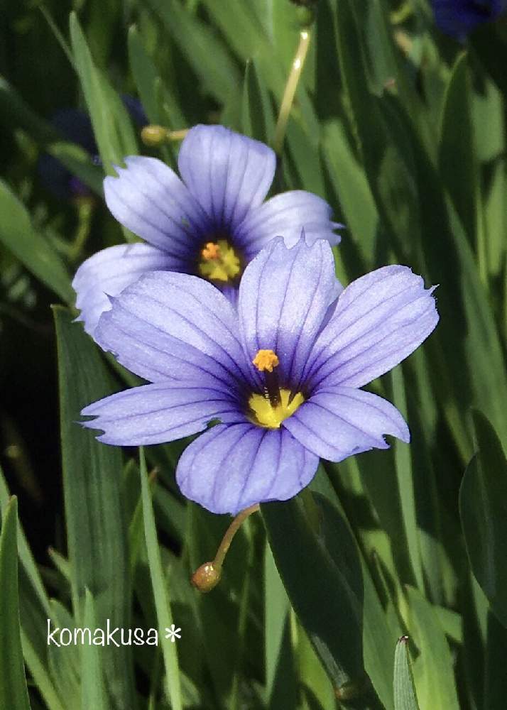 シシリンチウム ブルーの投稿画像 By こまくささん 青紫の花と4月と細長い葉っぱ 月4月27日 Greensnap グリーンスナップ