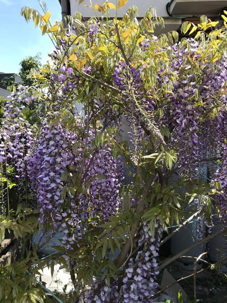 小さな庭の投稿画像 By チビtsuさん ドライフラワーとgs映えとgs日和とインスタとハンドメイドとメルカリと花のある暮らしとドライ自然乾燥と ドライフラワーとgs映えとgs日和とインスタとハンドメイドとメルカリと花のある暮らしとドライ自然乾燥 月4月27日