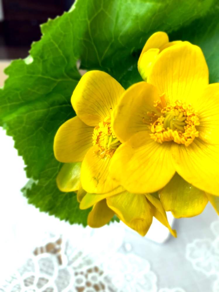 ネコのいる暮らしの投稿画像 By まるちゃんさん エゾノリュウキンカ 蝦夷立金花 ときいろとバラと夢clubと花のある暮らし 月4月27日 Greensnap グリーンスナップ