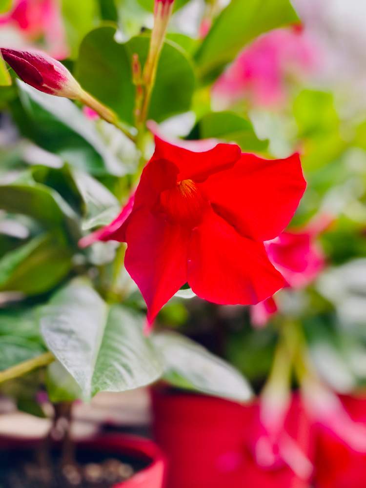 マンデビラ サンデリの投稿画像 By みどり さん スマホ撮影とキョウチクトウ科と花のある暮らしとチリソケイ属 マンデビラ属 とマンデビラ リップギャルシリーズとマンデビラとスマホ撮影とキョウチクトウ科と花のある暮らしとチリソケイ属 マンデビラ属 とマンデビラ