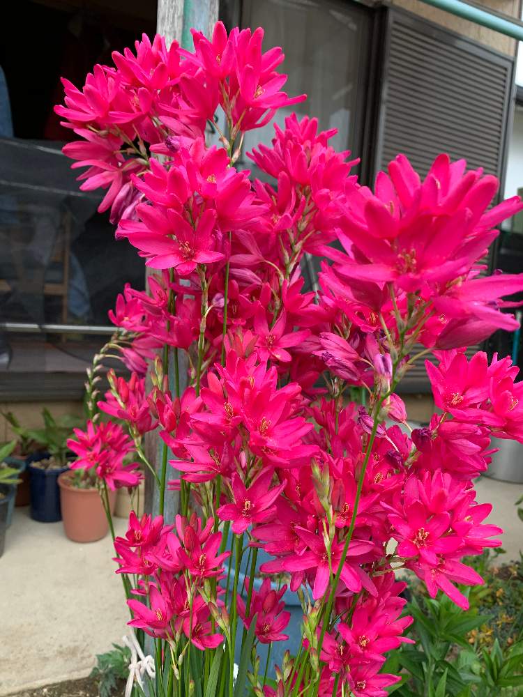 イキシアの投稿画像 By けろたんさん 月4月27日 Greensnap グリーンスナップ