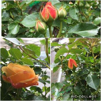 ラドルチェヴィータ　バラの画像 by ミーコさん | 小さな庭とバラ 鉢植えとラドルチェヴィータ　バラとバラ薔薇ばらら～❤️とおうち園芸