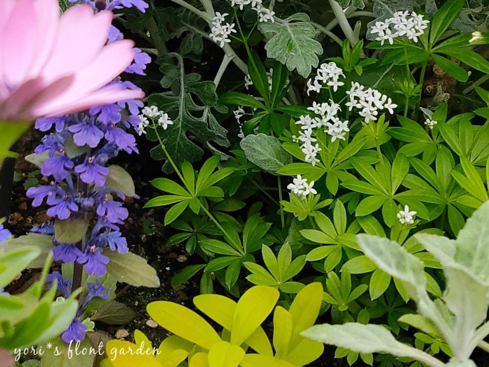 アジュガの投稿画像 By Yori さん トウテイランとクルマバソウとヒペリカム ゴールドフォームとクルマバソウ アスペルラ オドラータとカラーリーフとムラサキの花と春のガーデニングとシェードガーデンとおうち園芸とガーデニングと白い花と小花好きと庭の宿根草と