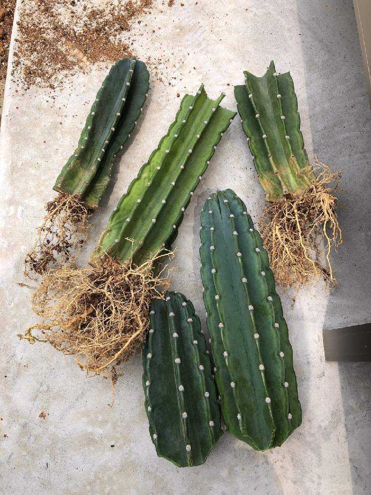 柱サボテン🌵刺なし鬼面角の胴切りと植え替え｜🍀GreenSnap（グリーン