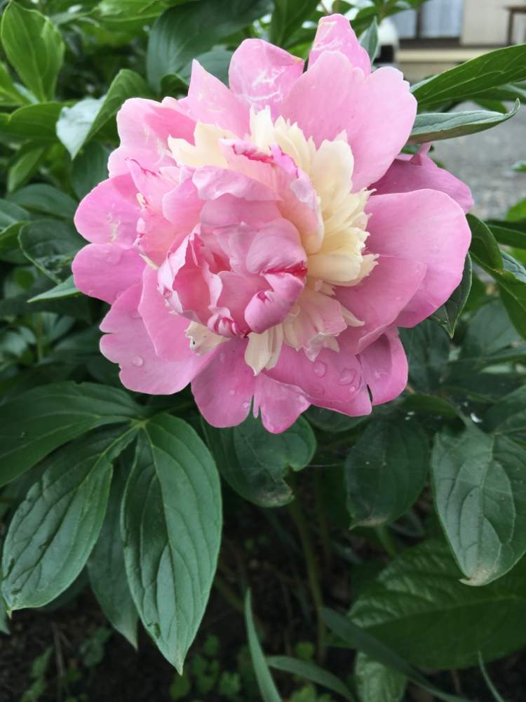 シャクヤクの投稿画像 By Kazuさん 芍薬と花のある暮らしと今日のお花とおうち園芸 月4月27日 Greensnap グリーンスナップ