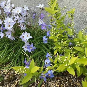 ライムシャンデリアの投稿画像一覧 Greensnap グリーンスナップ ライムシャンデリアの投稿画像一覧 Greensnap グリーンスナップ