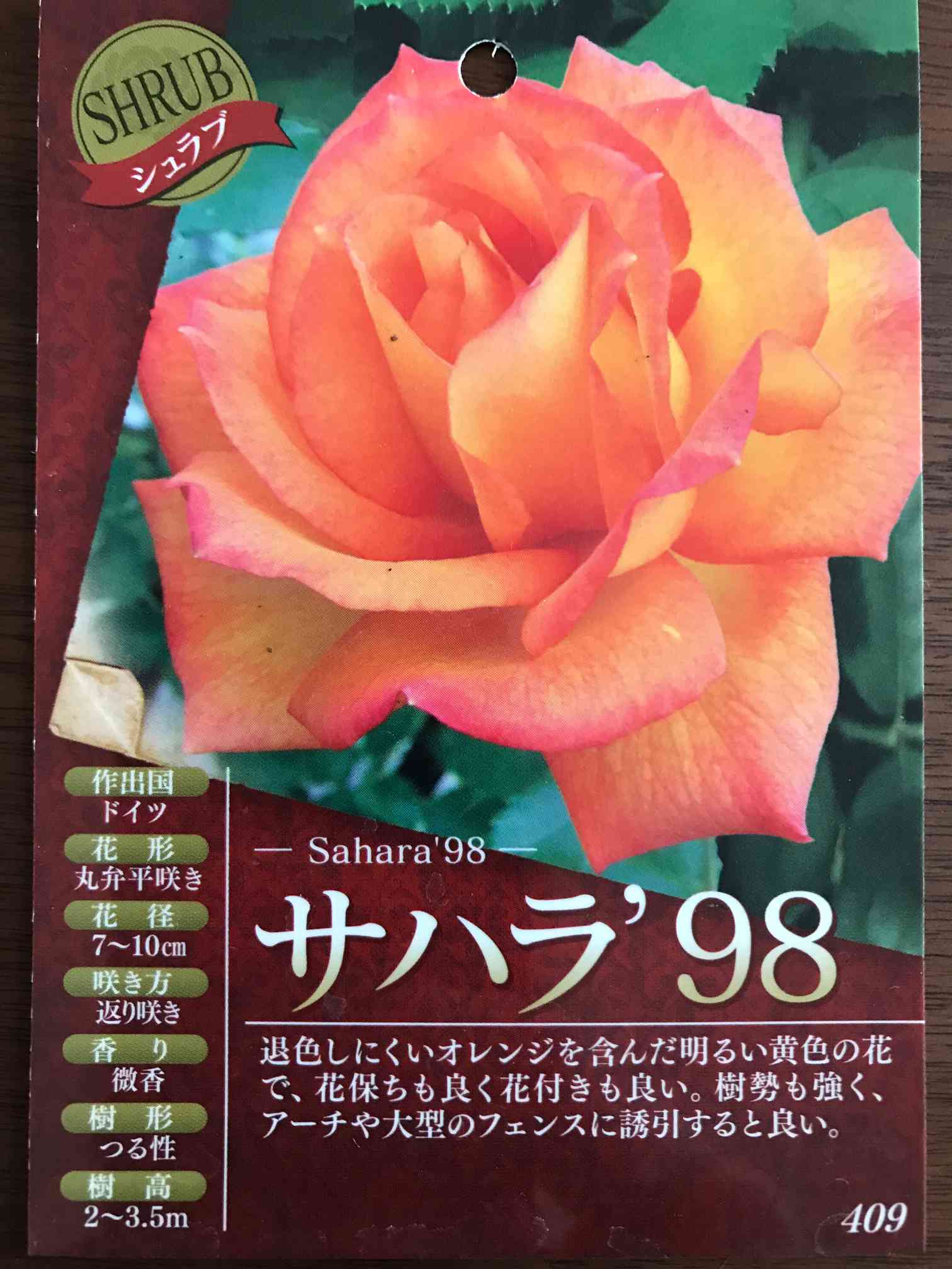 現品引取りのみ❗️特特大❗️バラ サハラ'98 アーチ 12号鉢