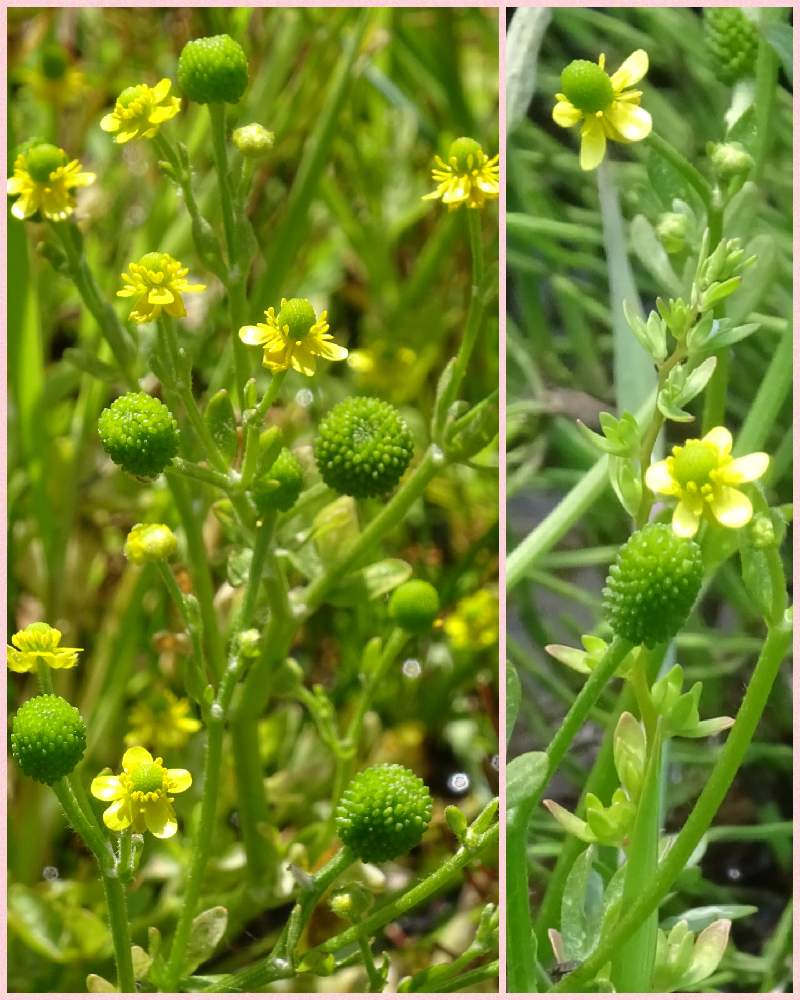 タガラシの投稿画像 By なるさん 野草 雑草だって可愛いと野に咲く花が好きと散歩と優しさと在来種 ᴗ و とキンポウゲ科となるの黄色シリーズ 月4月27日 Greensnap グリーンスナップ