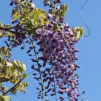 藤花の投稿画像一覧 Greensnap グリーンスナップ