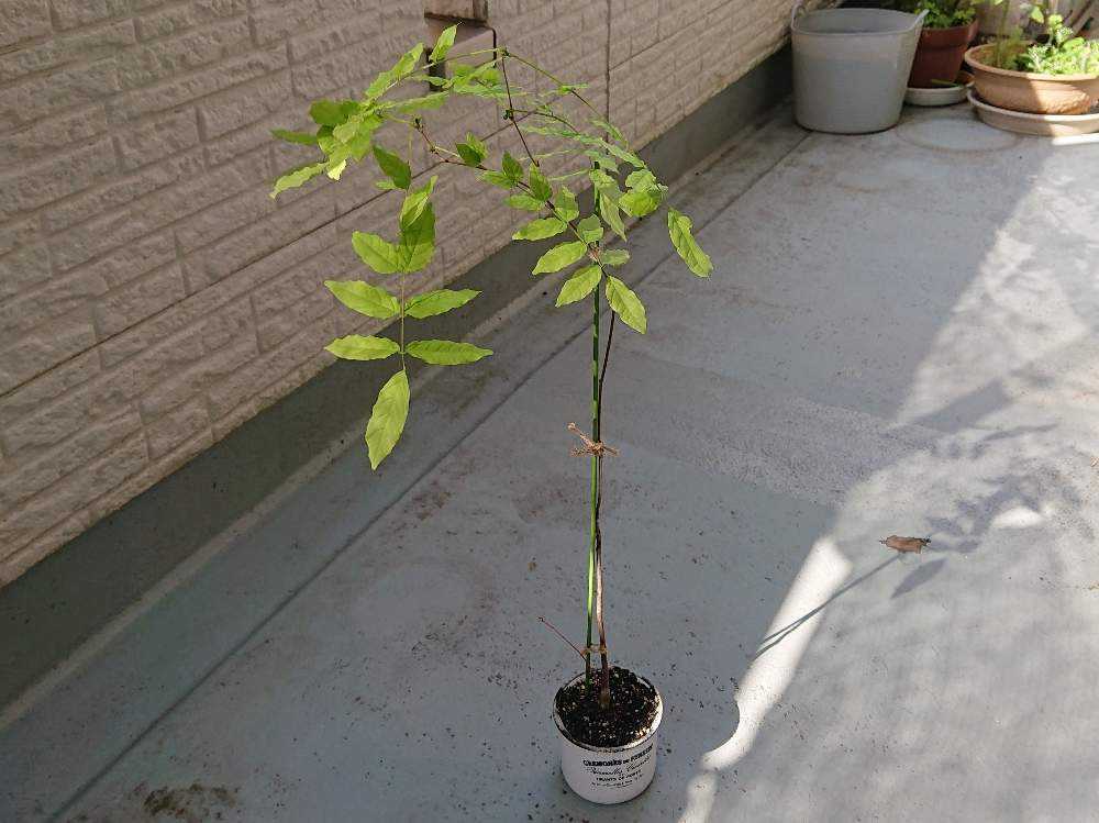 藤 種から育て中 Greensnap グリーンスナップ