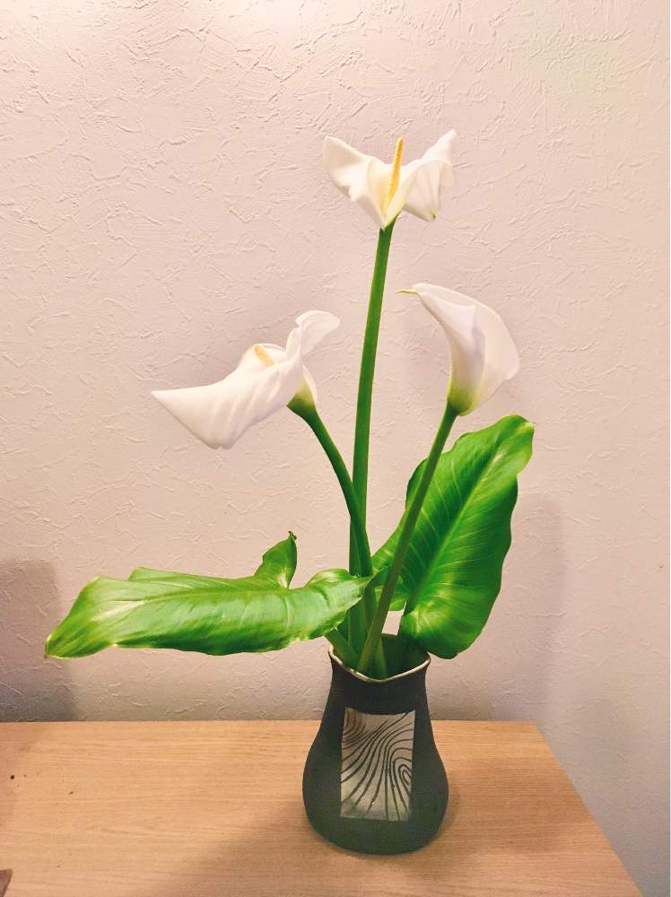 カラーの投稿画像 By ツバキさん 一輪挿しと庭に咲く花とgs映えと可愛い葉っぱと自己流と手作り花瓶と花のある暮らし 月4月27日 Greensnap グリーンスナップ