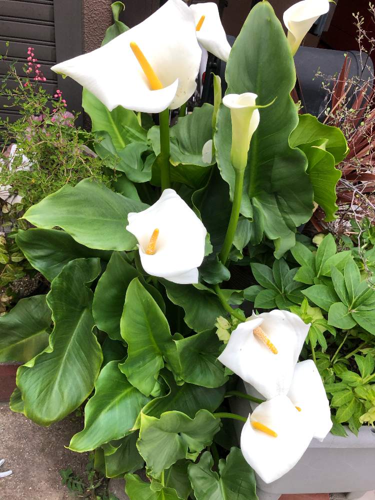 カラーの投稿画像 By ま やさん 白い花と花のある暮らしと真っ白で綺麗と植えっぱなし球根 月4月27日 Greensnap グリーンスナップ