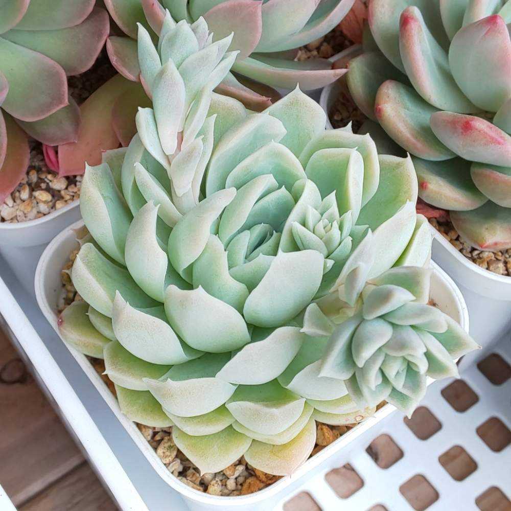 Y*y様 D527×21株 ヒューミリス 抜き苗 多肉植物 エケベリア サボテン 多肉植物エケベリア♡ヒューミリス錦の通販 by Nan多肉12月から